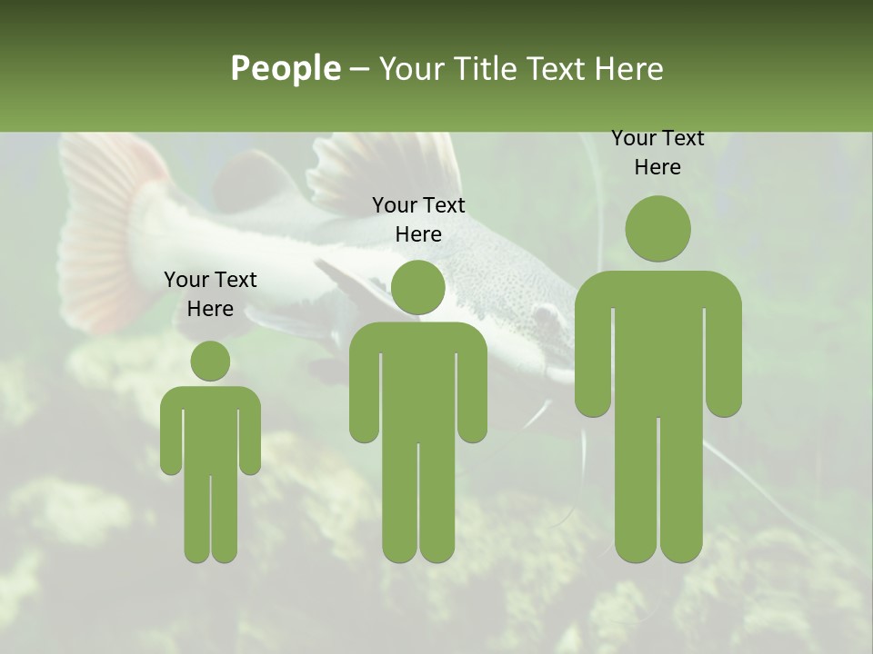 Phractocephalus Sheatfish Red PowerPoint Template