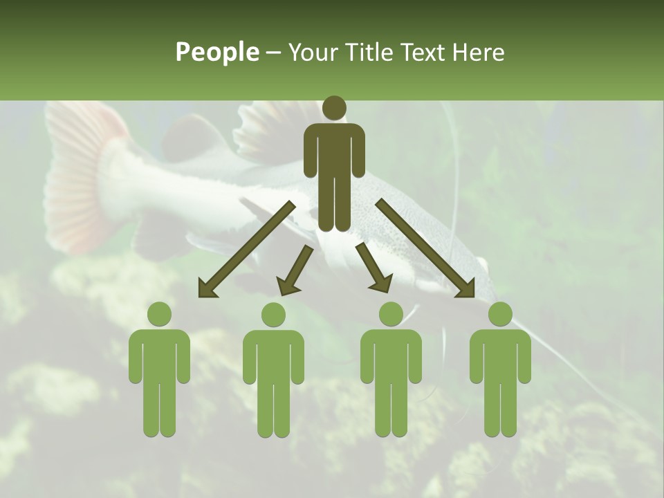 Phractocephalus Sheatfish Red PowerPoint Template