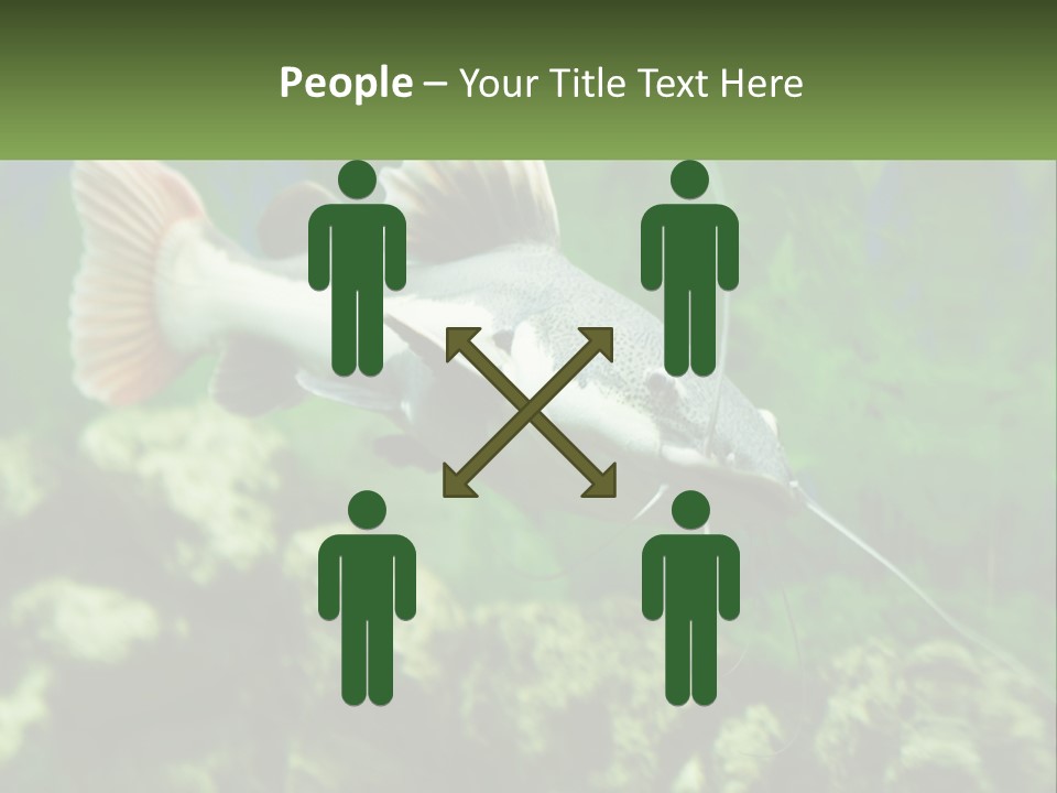 Phractocephalus Sheatfish Red PowerPoint Template