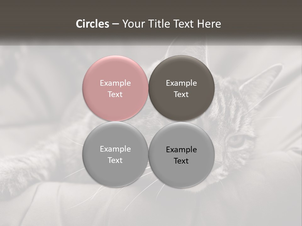 Tail Stripes White PowerPoint Template