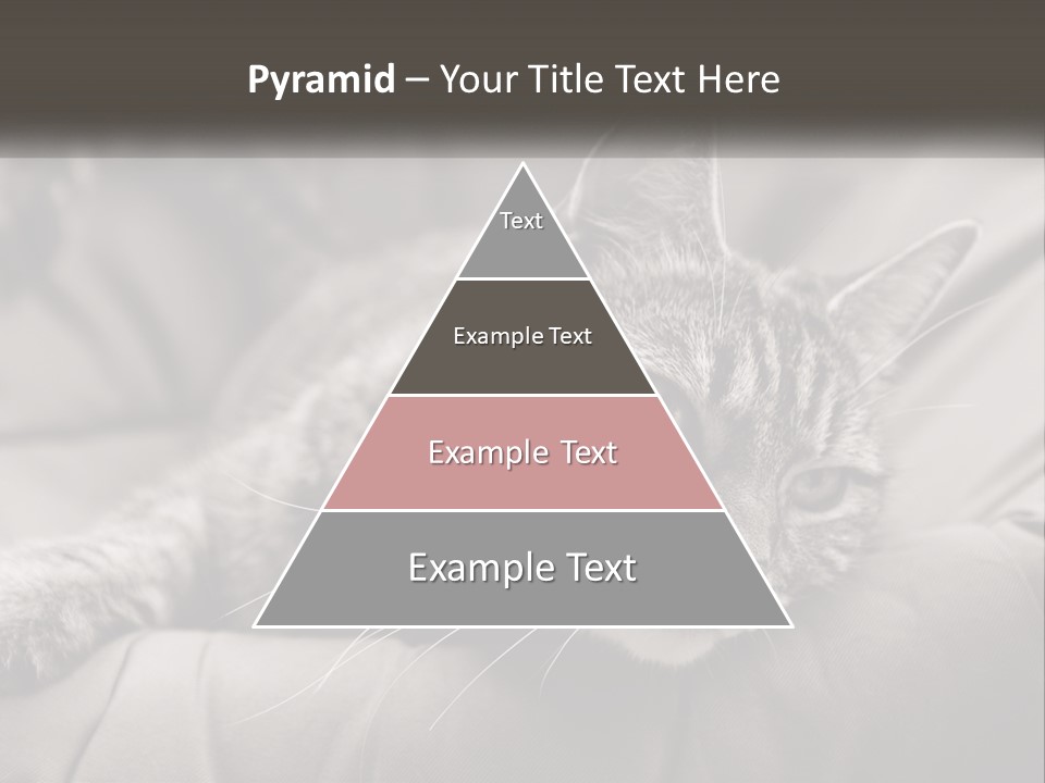 Tail Stripes White PowerPoint Template