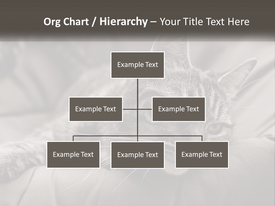 Tail Stripes White PowerPoint Template