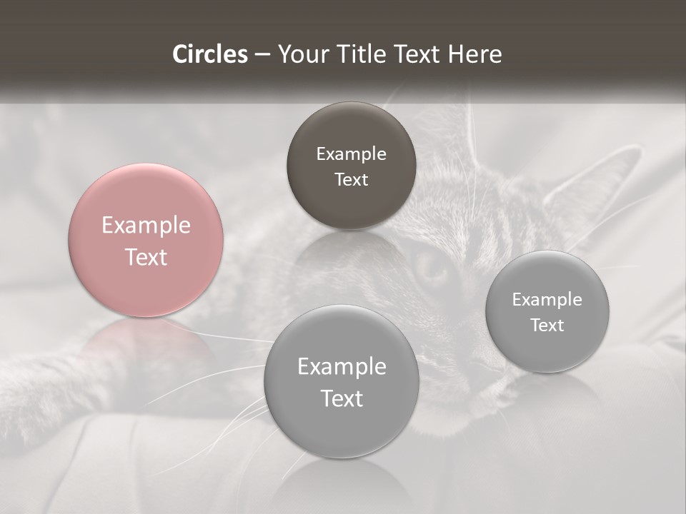 Tail Stripes White PowerPoint Template