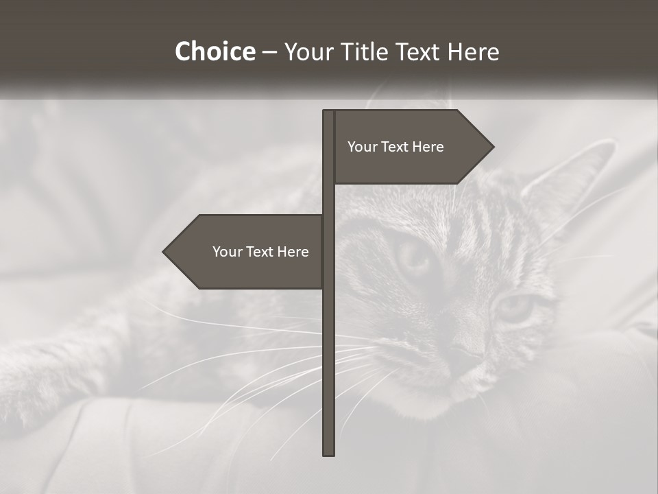 Tail Stripes White PowerPoint Template