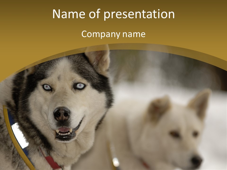 Performance Husky Fur PowerPoint Template