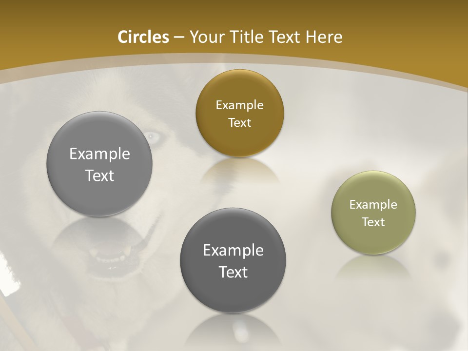 Performance Husky Fur PowerPoint Template