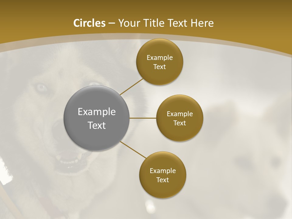 Performance Husky Fur PowerPoint Template