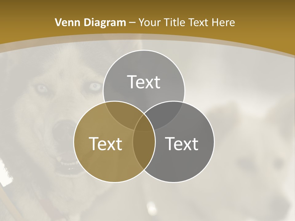 Performance Husky Fur PowerPoint Template