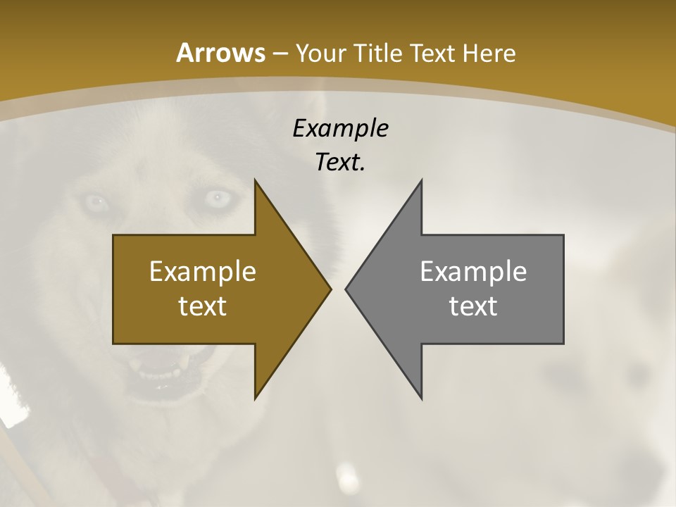 Performance Husky Fur PowerPoint Template