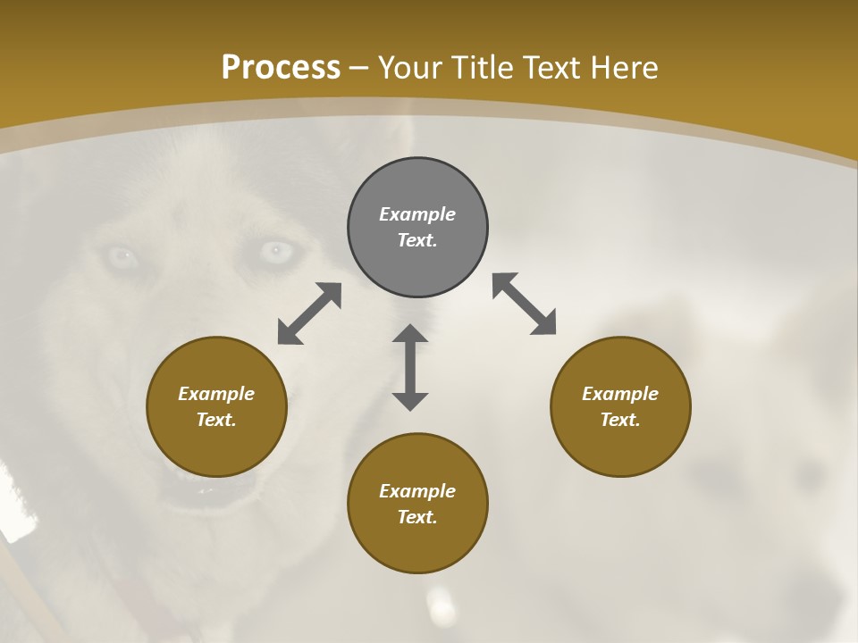 Performance Husky Fur PowerPoint Template