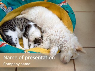 Pair Cat Little PowerPoint Template