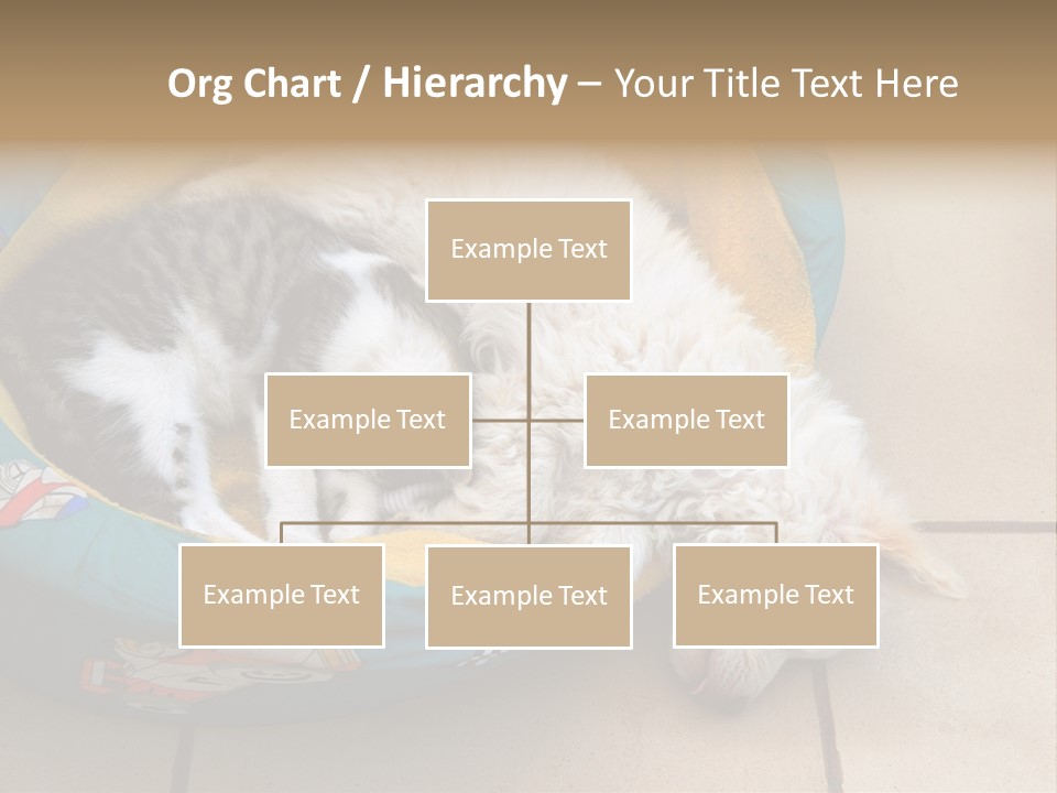 Pair Cat Little PowerPoint Template