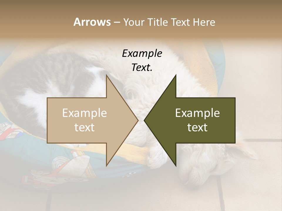 Pair Cat Little PowerPoint Template