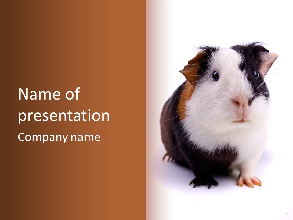Pig Guinea Lab PowerPoint Template