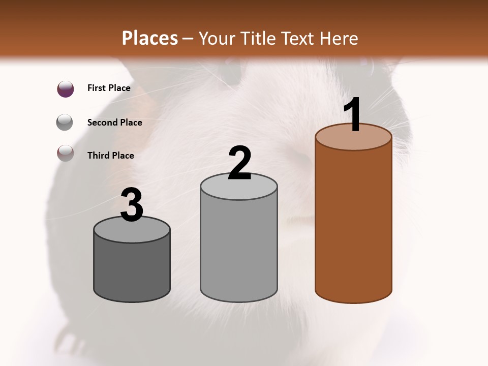 Pig Guinea Lab PowerPoint Template