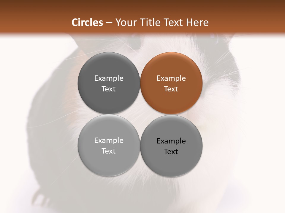 Pig Guinea Lab PowerPoint Template