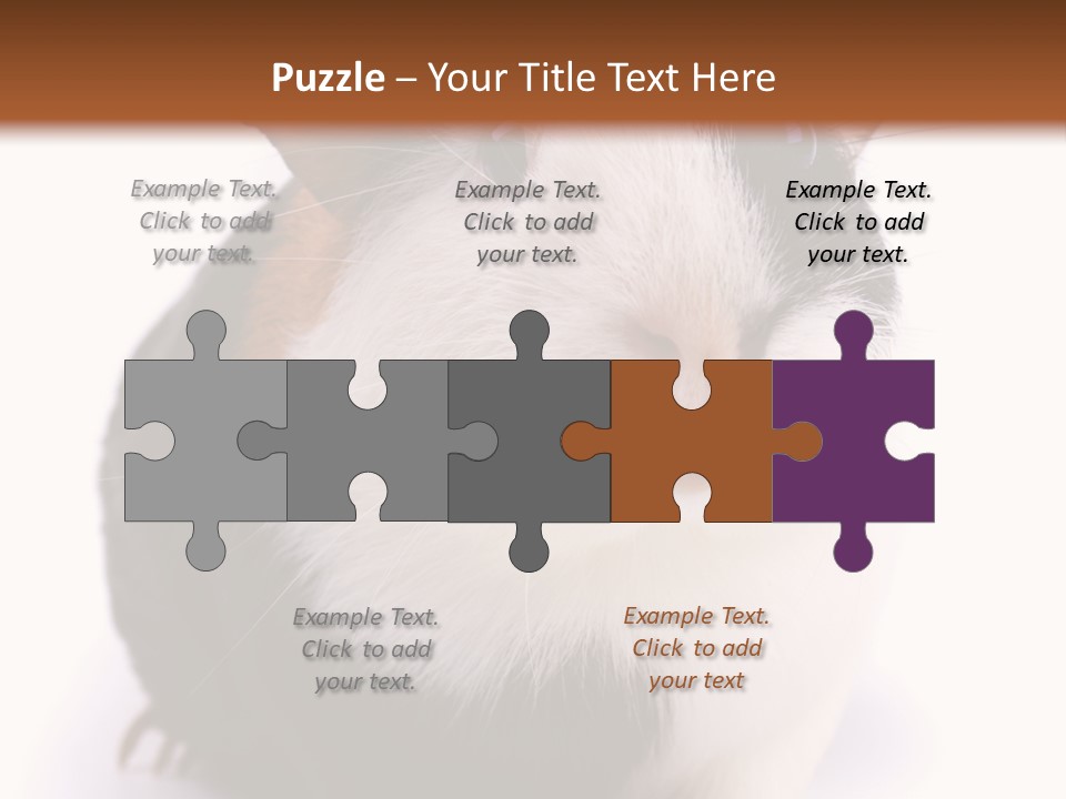 Pig Guinea Lab PowerPoint Template