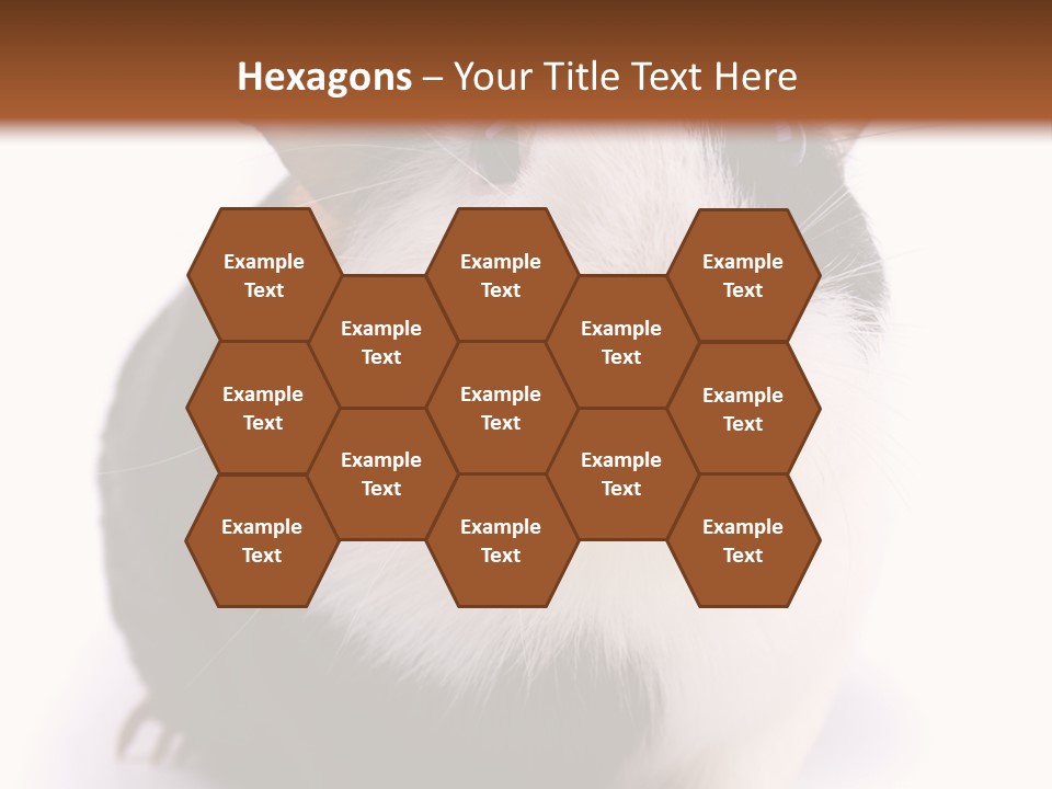 Pig Guinea Lab PowerPoint Template