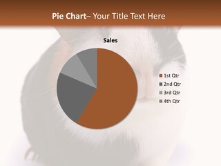 Pig Guinea Lab PowerPoint Template