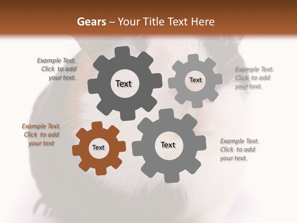 Pig Guinea Lab PowerPoint Template