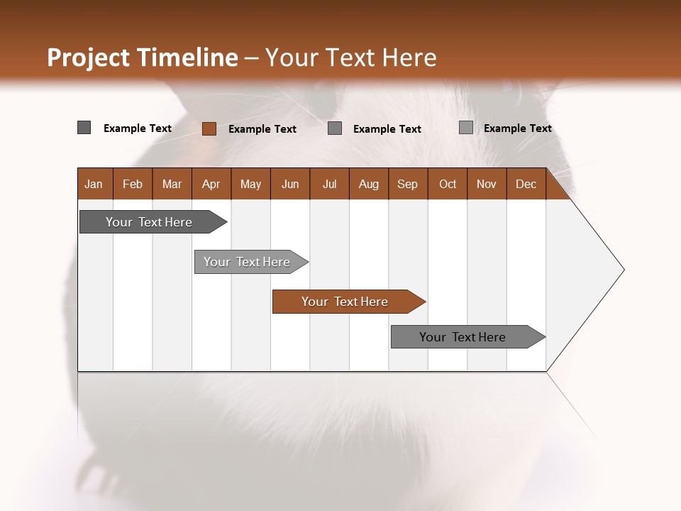 Pig Guinea Lab PowerPoint Template