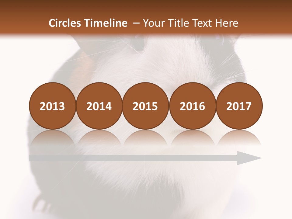 Pig Guinea Lab PowerPoint Template