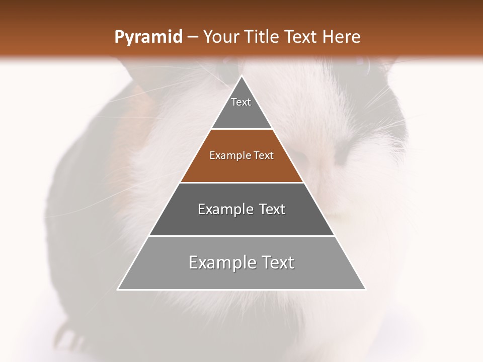 Pig Guinea Lab PowerPoint Template