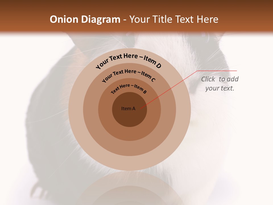 Pig Guinea Lab PowerPoint Template