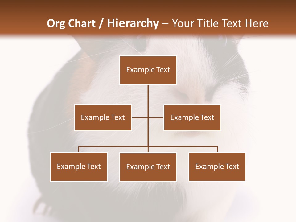 Pig Guinea Lab PowerPoint Template