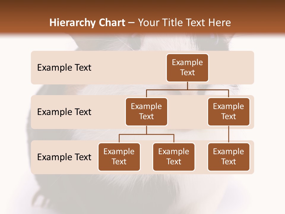 Pig Guinea Lab PowerPoint Template