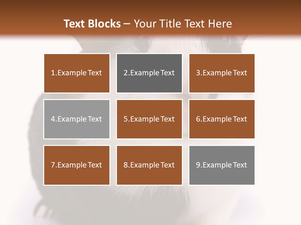 Pig Guinea Lab PowerPoint Template