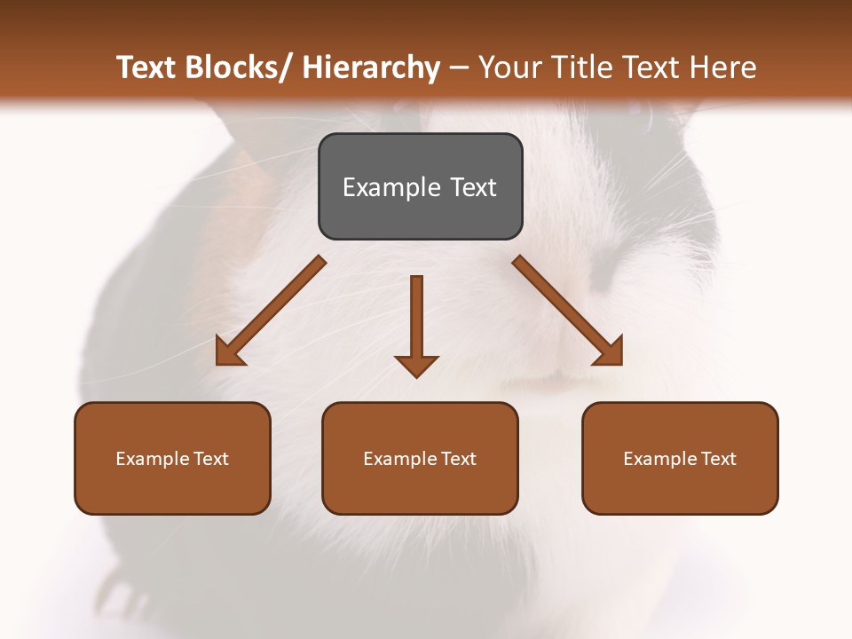 Pig Guinea Lab PowerPoint Template