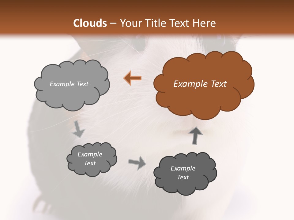 Pig Guinea Lab PowerPoint Template