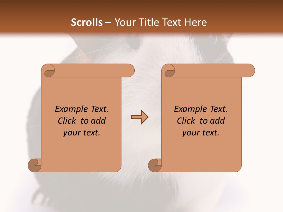 Pig Guinea Lab PowerPoint Template