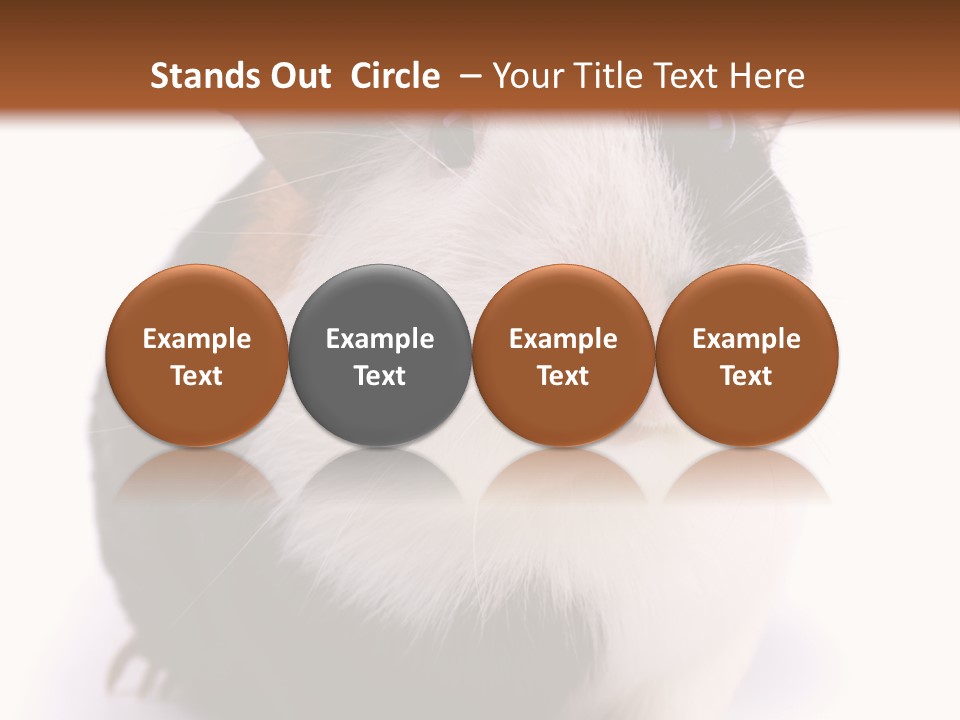 Pig Guinea Lab PowerPoint Template