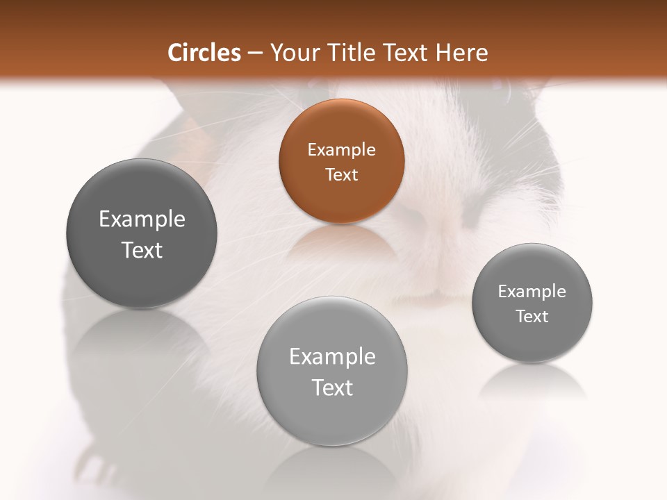 Pig Guinea Lab PowerPoint Template