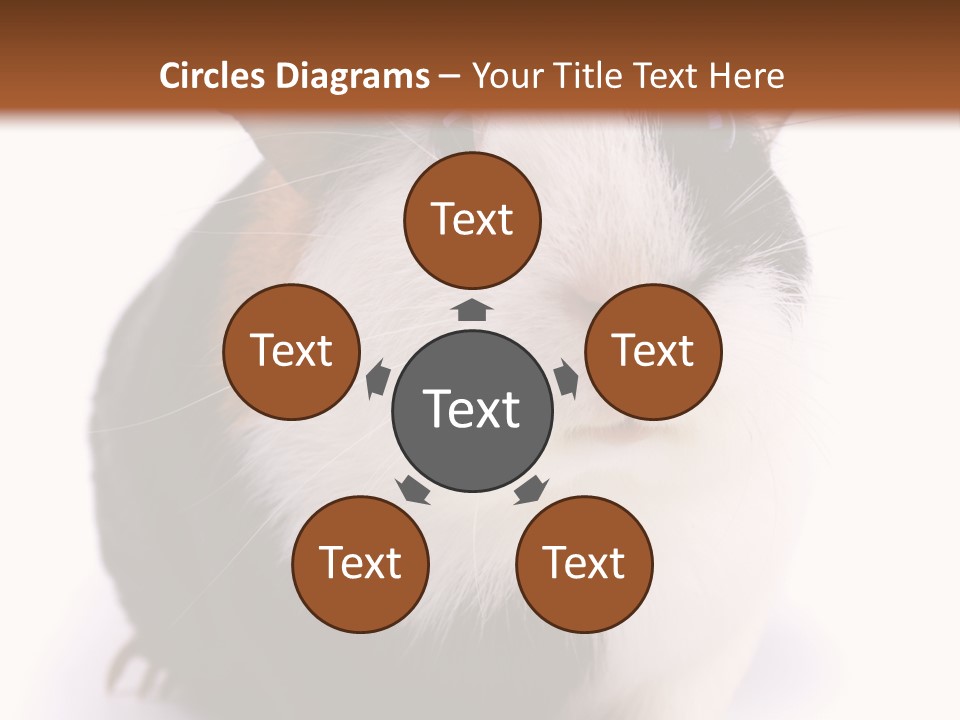 Pig Guinea Lab PowerPoint Template