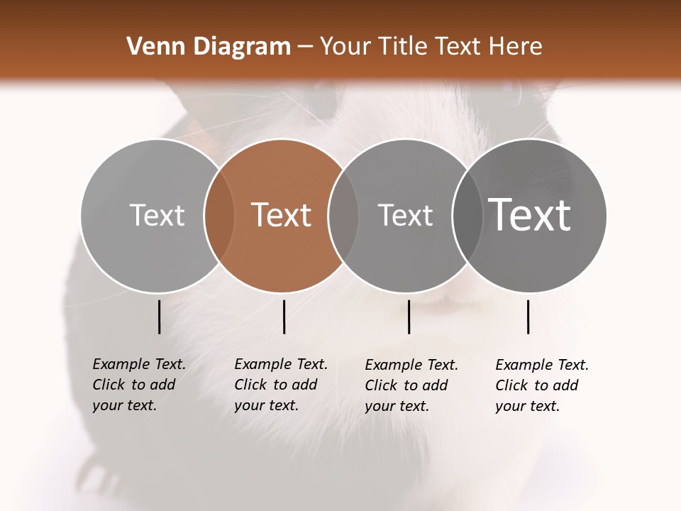 Pig Guinea Lab PowerPoint Template
