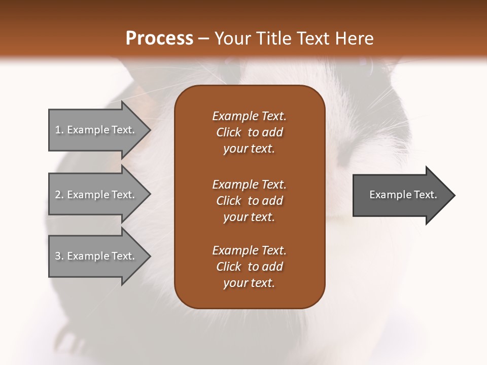 Pig Guinea Lab PowerPoint Template