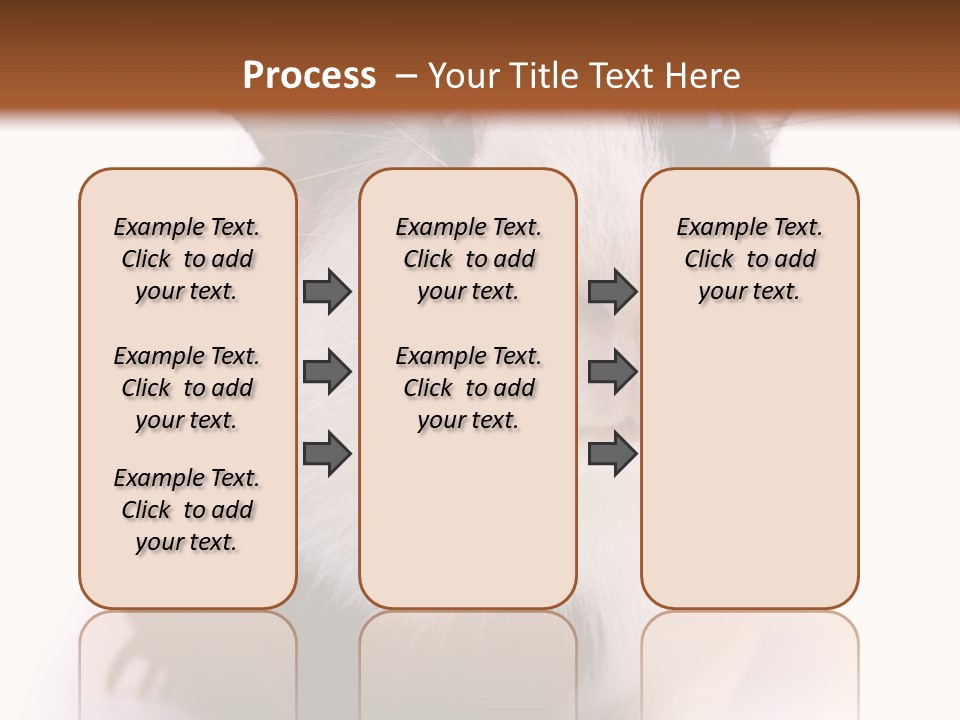 Pig Guinea Lab PowerPoint Template