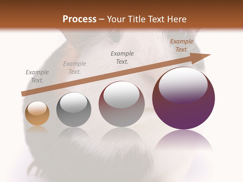 Pig Guinea Lab PowerPoint Template