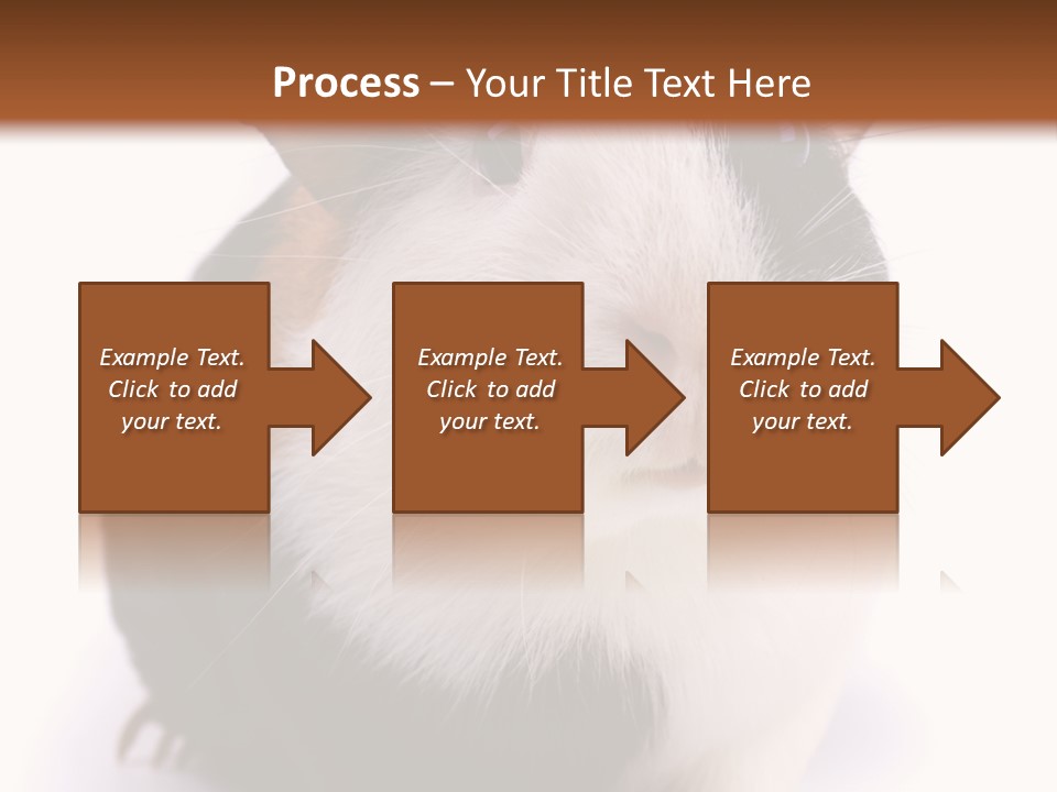 Pig Guinea Lab PowerPoint Template