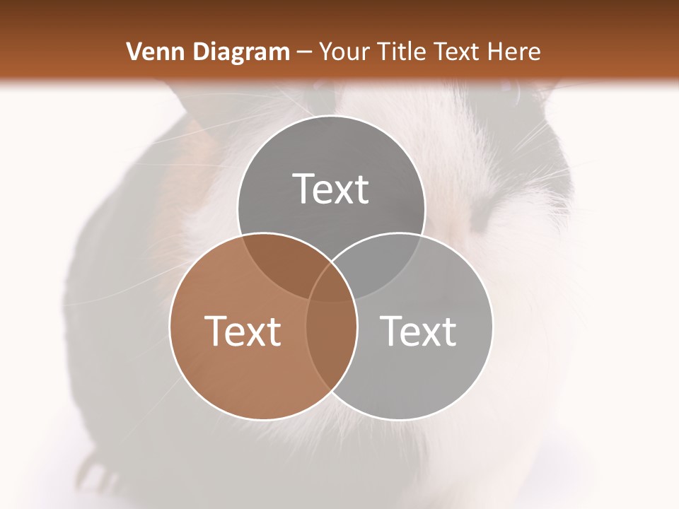 Pig Guinea Lab PowerPoint Template