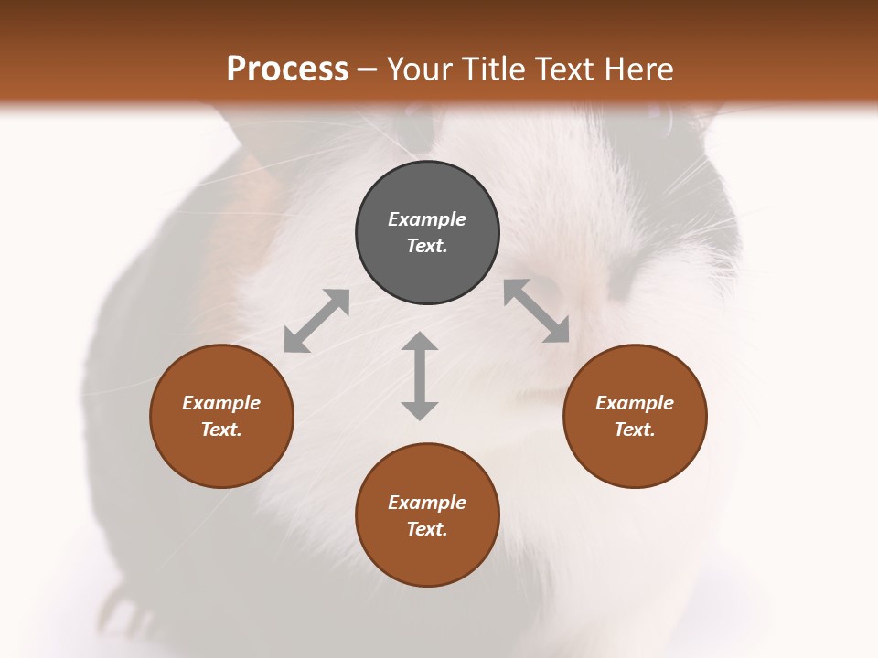 Pig Guinea Lab PowerPoint Template