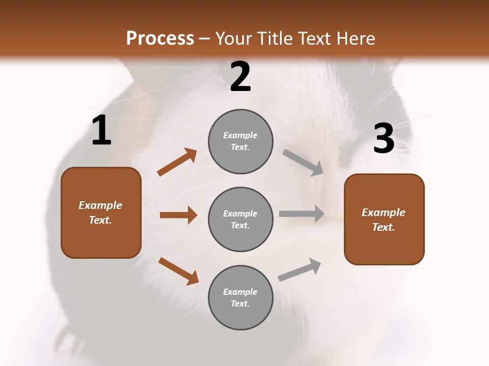 Pig Guinea Lab PowerPoint Template