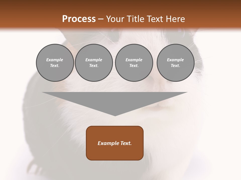 Pig Guinea Lab PowerPoint Template