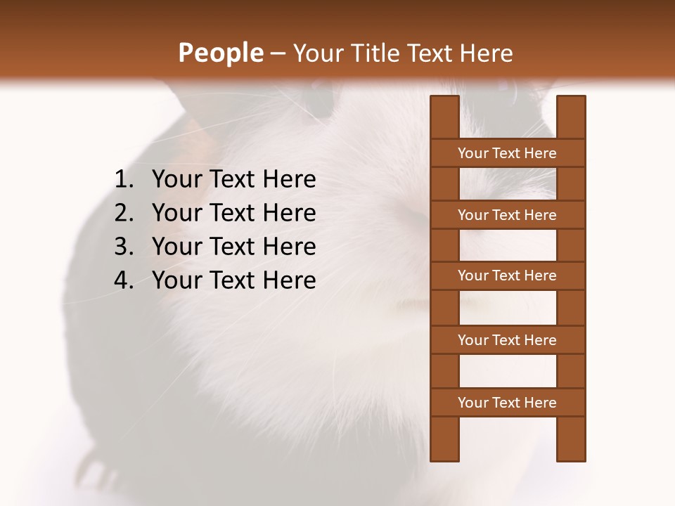Pig Guinea Lab PowerPoint Template