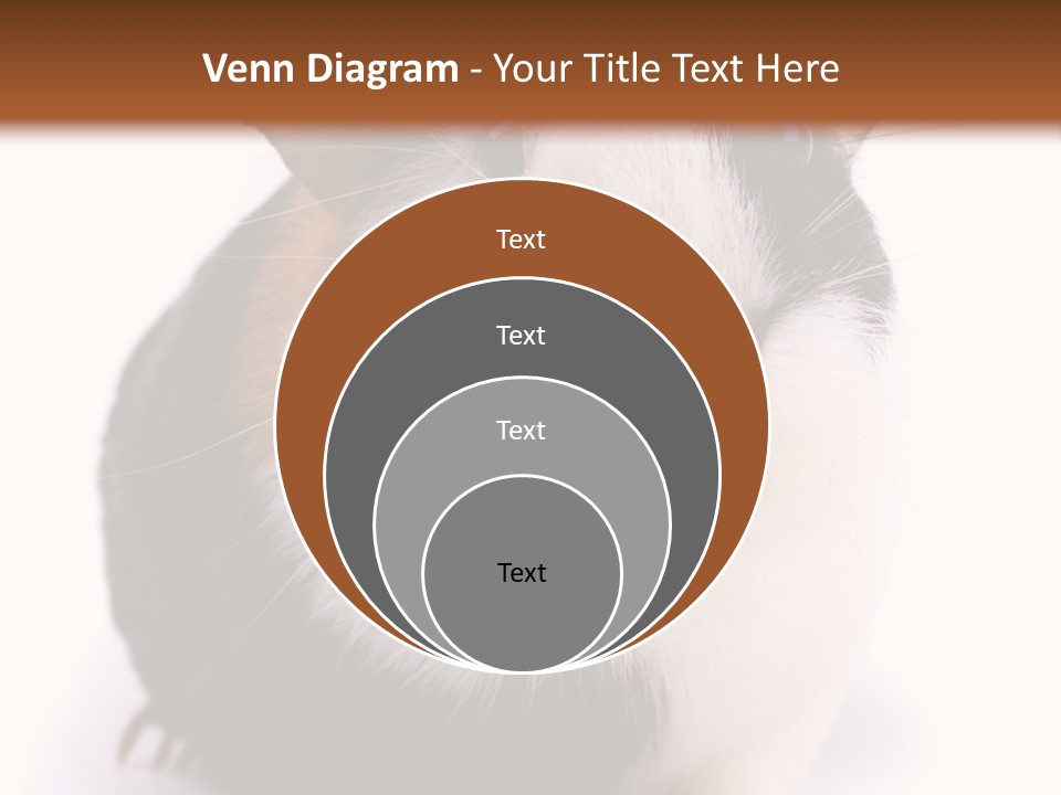 Pig Guinea Lab PowerPoint Template