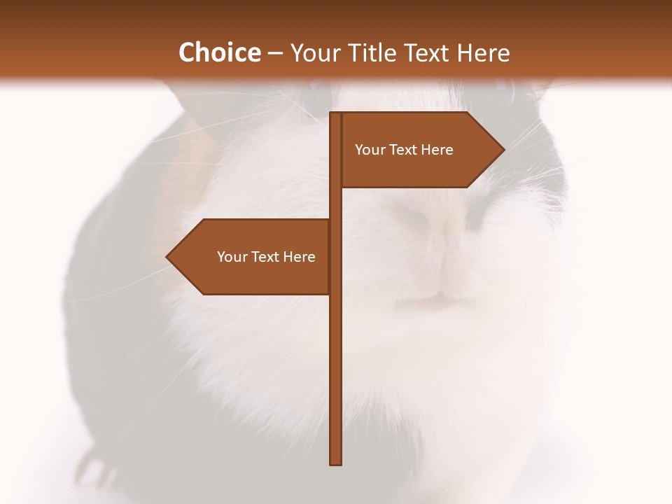Pig Guinea Lab PowerPoint Template
