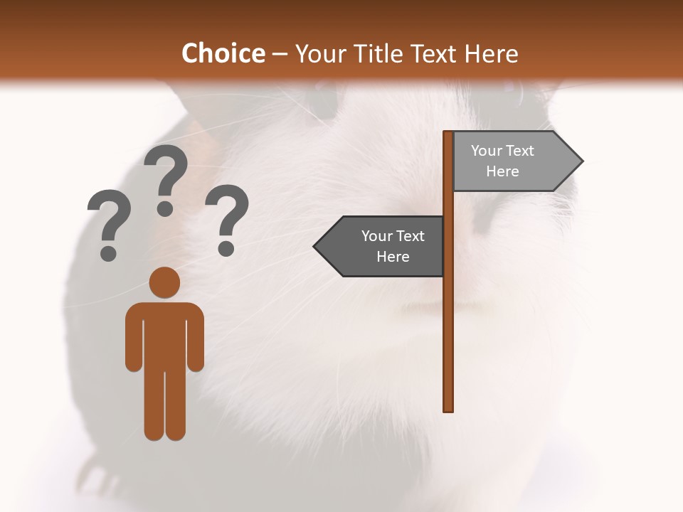 Pig Guinea Lab PowerPoint Template